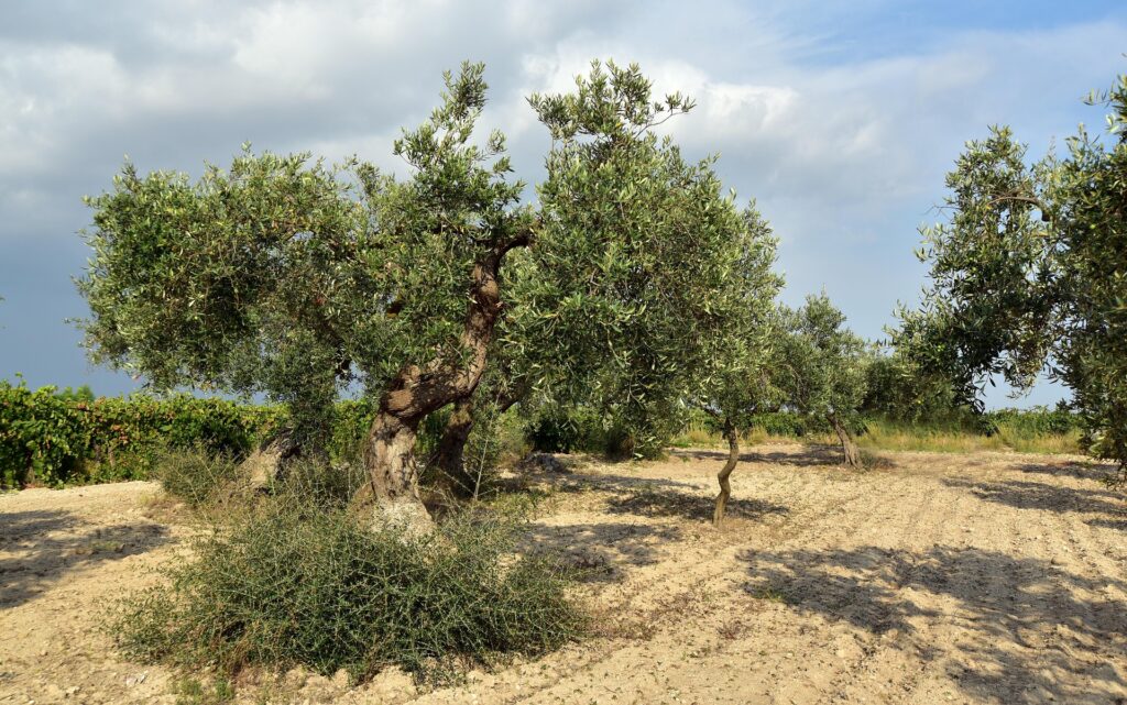 olive tree 3662751 1920